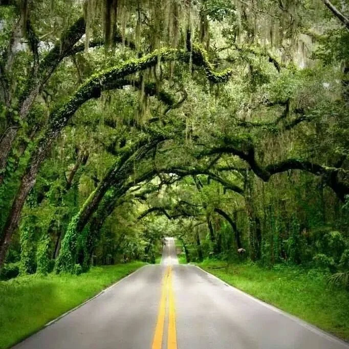 Fort Dade Avenue in Hernando County, a tree-canopied road with Spanish moss and lush green vegetation